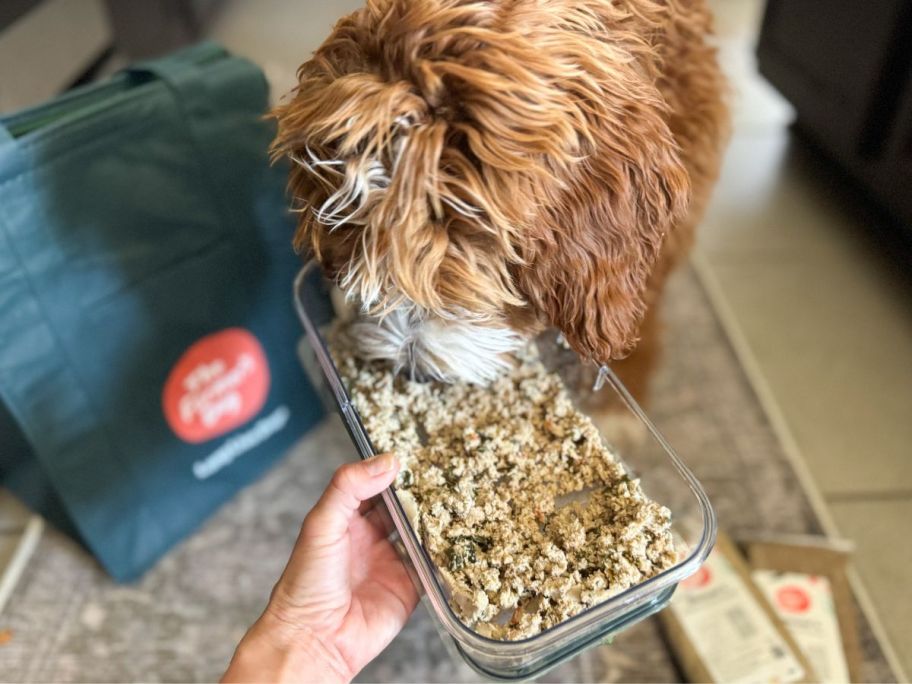 woman feeding a dog The Farmer's Dog dog food