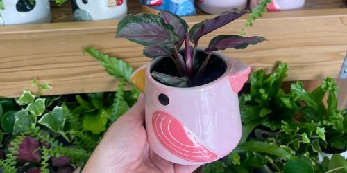 NEW Trader Joe’s Items | Tiki Bird Planters, Summer Snacks, Body Care, & More