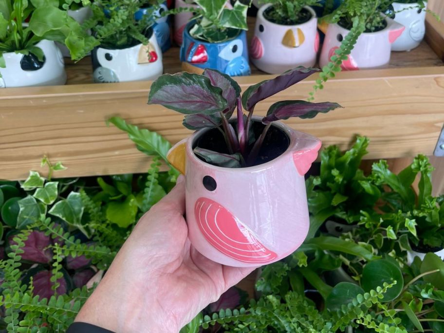 Trader Joe's Tiki Bird w/ Foliage in hand in store