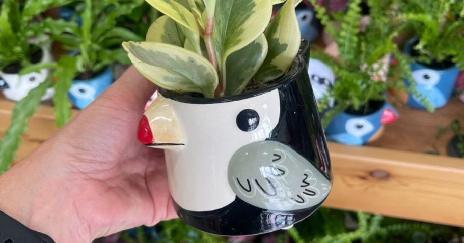 NEW Trader Joe’s Items | Tiki Bird Planters, Summer Snacks, Body Care, & More