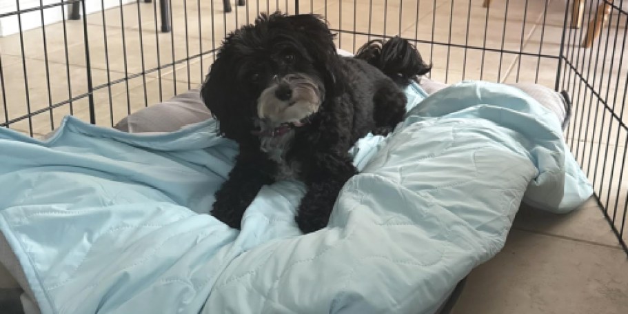Dog Cooling Blanket Just $9.99 on Amazon (Reg. $20)