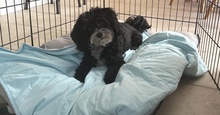 small black dog lying on a blue blanket
