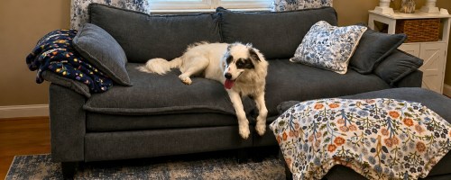 a white dog with black markings on it's face laying on a blue sofa with a matching ottoman in front of it