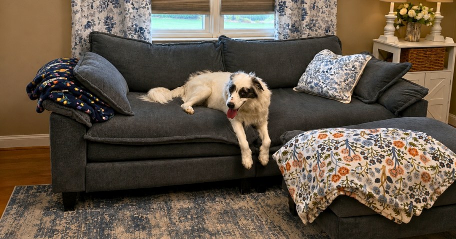 a white dog with black markings on it's face laying on a blue sofa with a matching ottoman in front of it