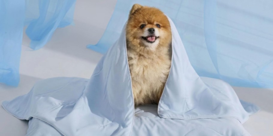 Cooling Dog Blanket from $11.49 Shipped for Amazon Prime Members (Regularly $25)