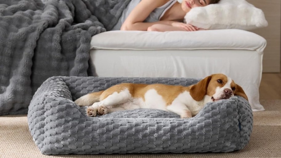 dog laying in a pet bed