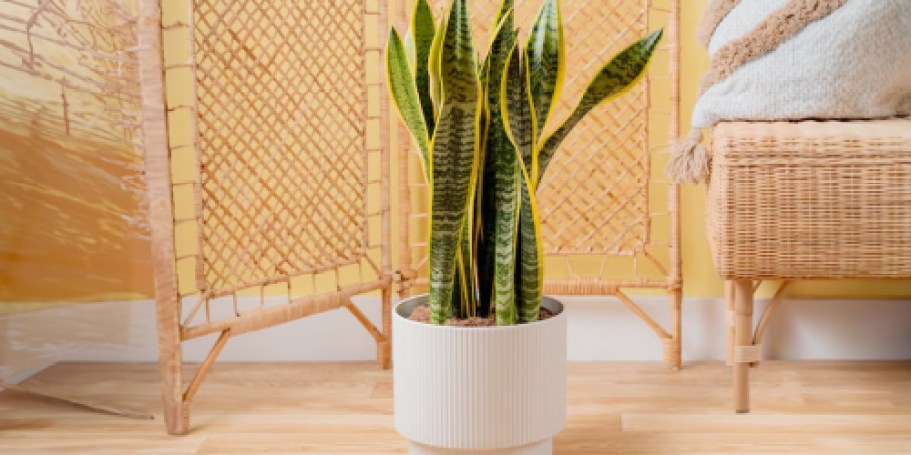 Lowe’s Daily Deals | Up to 50% Off Costa Farms Plants, Furniture, & More!