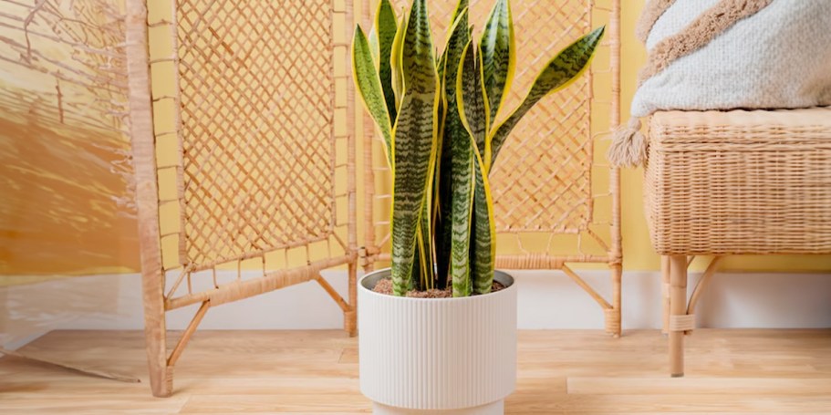 Lowe’s Daily Deals | Up to 50% Off Costa Farms Plants, Furniture, & More!