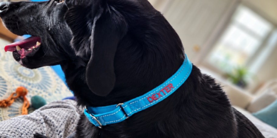 Personalized Dog Collars Only $6.99 on Amazon