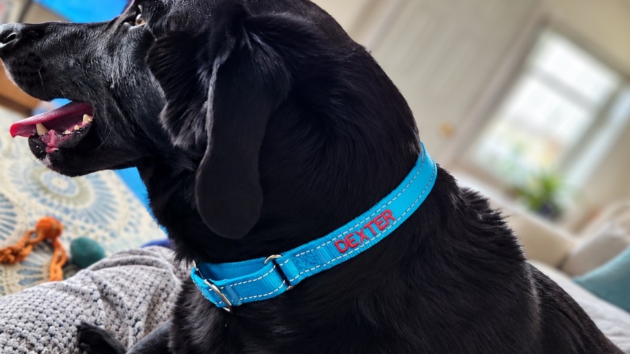 a dog wearing a personalized collar