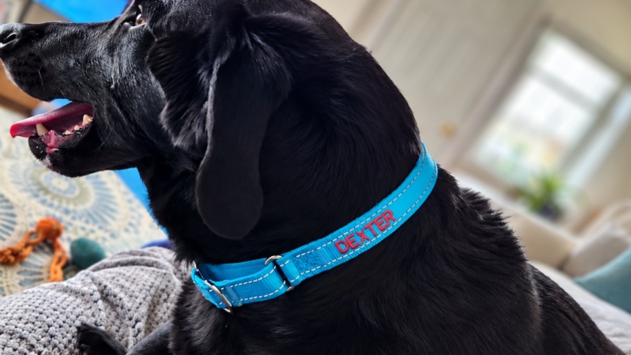 Personalized Dog Collars Only $6.99 on Amazon