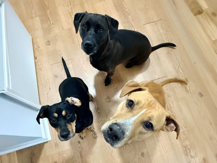 three dogs looking up