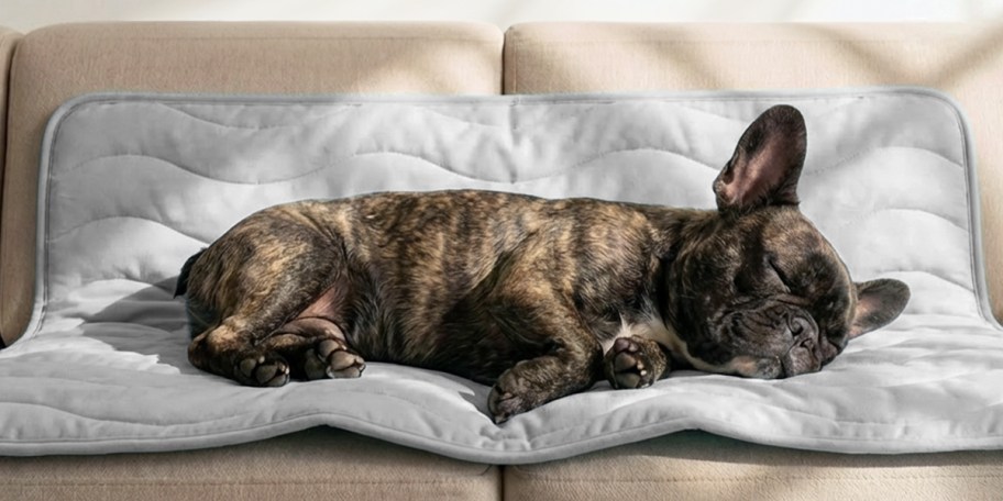 dog laying on gray cooling blanket 