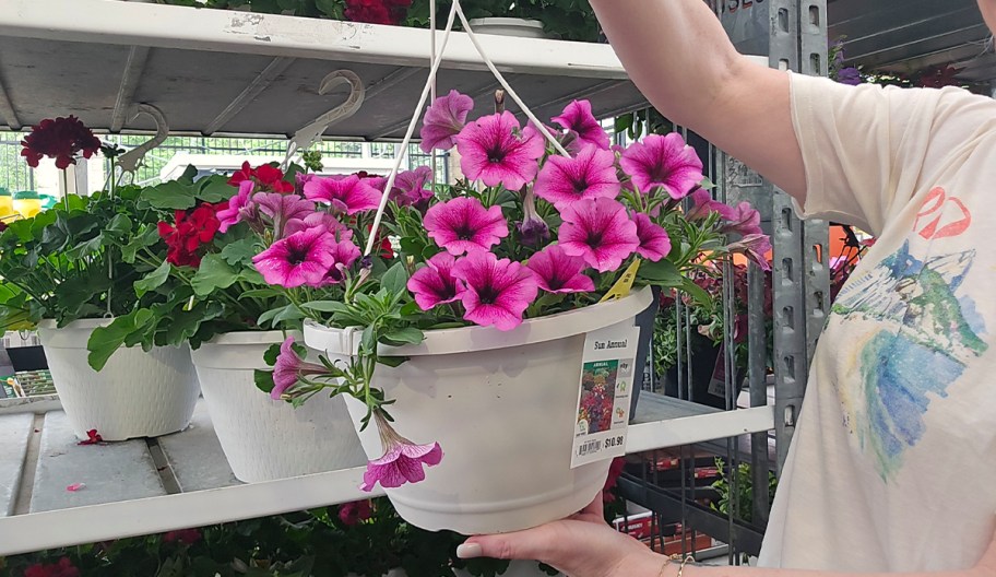 hand holding purple flower hanging basket 