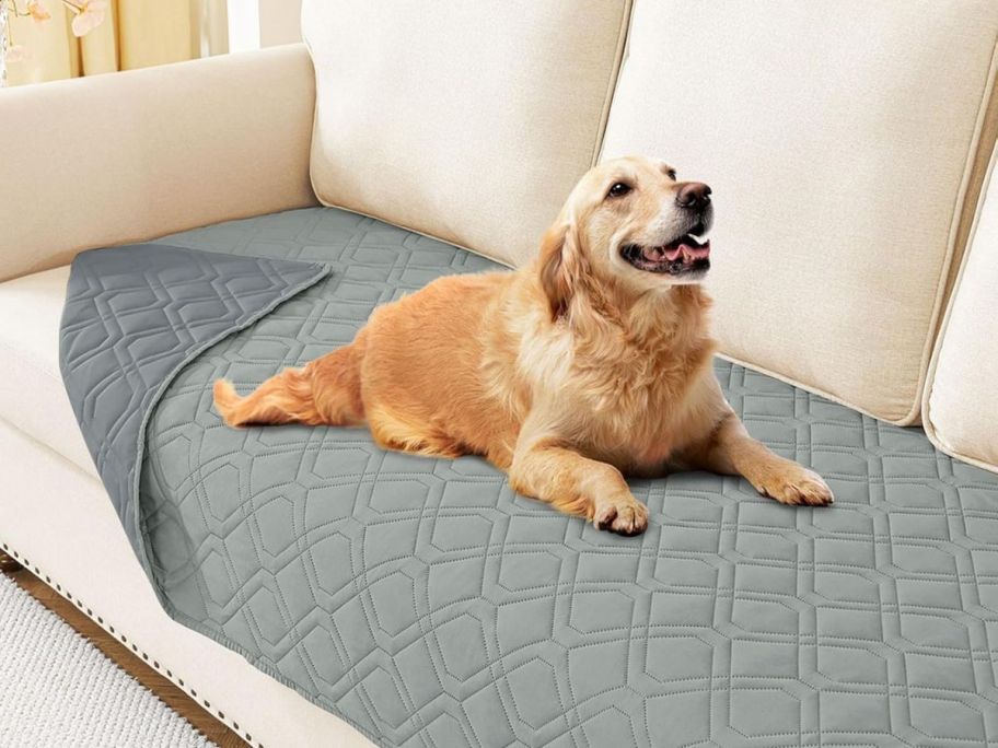 dog laying on hyha Waterproof Dog Blanket on couch