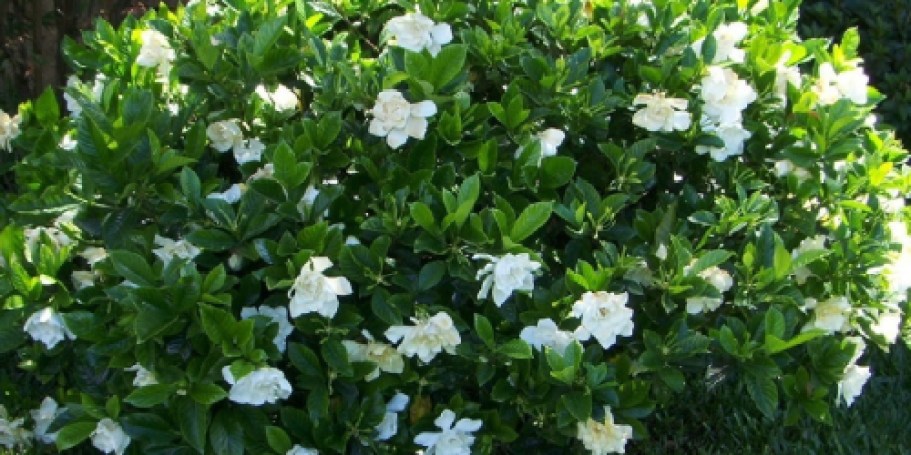 Lowe’s Daily Deals = Big Savings on Outdoor Plants, Mulch & More