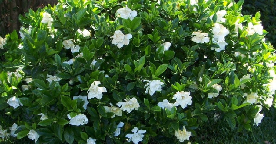 Lowe’s Daily Deals = Big Savings on Outdoor Plants, Mulch & More