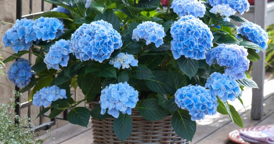 Lowe’s Daily Deals = Save Big on Plants, Bulbs & Seeds + More