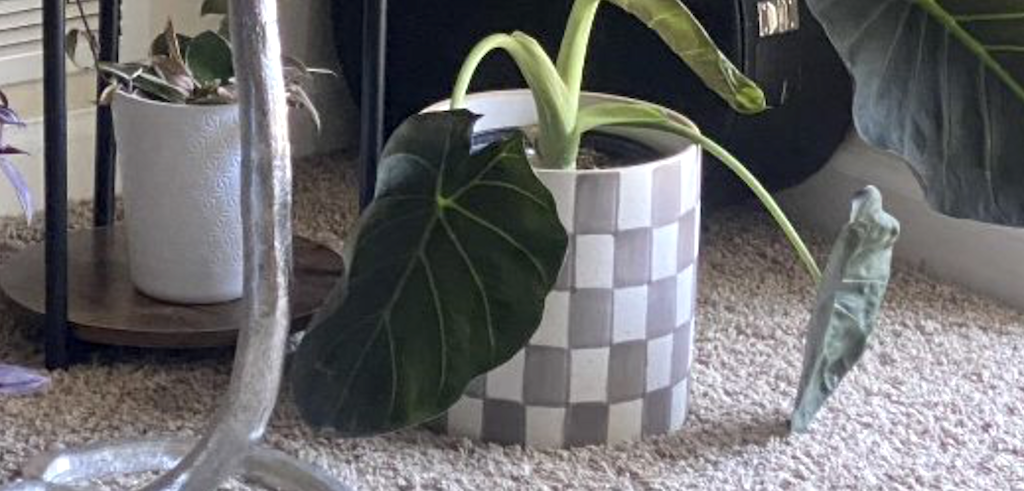 50% Off Target Planters – Ends Tonight!