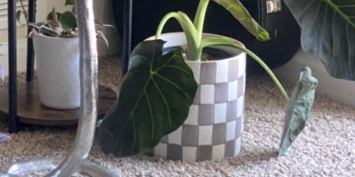 50% Off Target Planters – Ends Tonight!