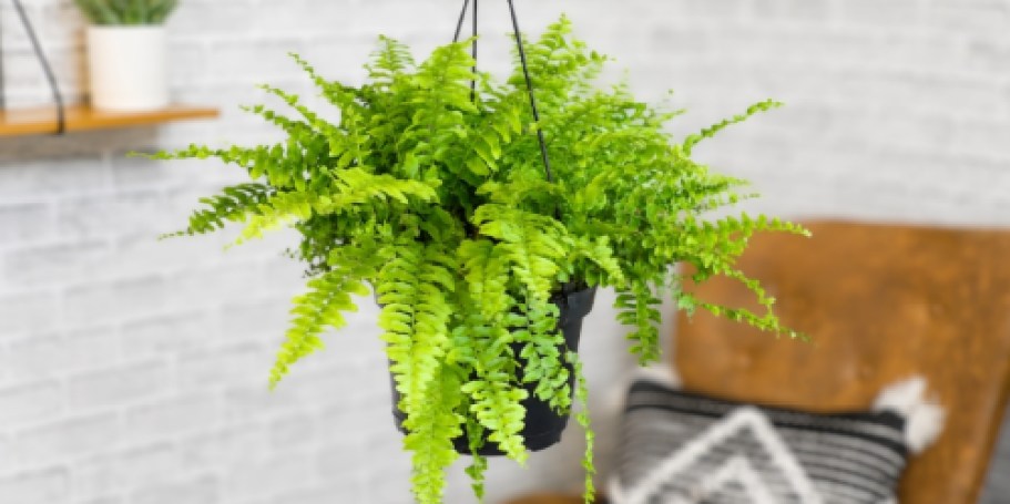 Today ONLY: Rare Savings on Lowe’s Live Plants + Free Shipping