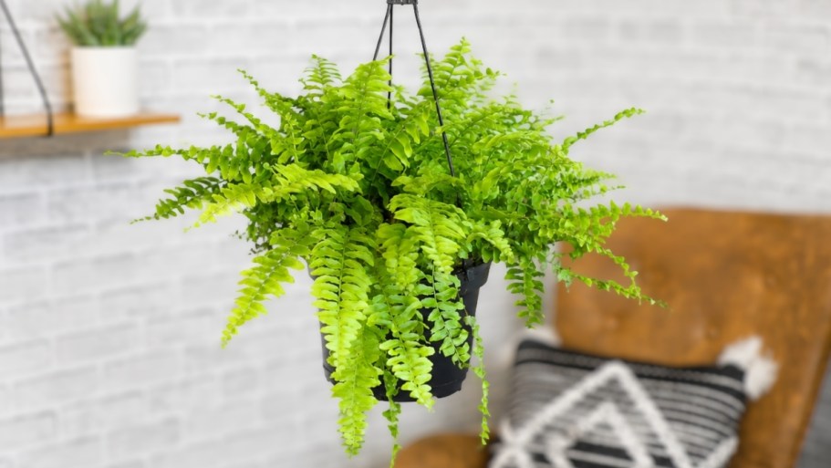Today ONLY: Rare Savings on Lowe’s Live Plants + Free Shipping