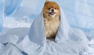 Dog Cooling Blanket Just $11.99 Shipped for Amazon Prime Members