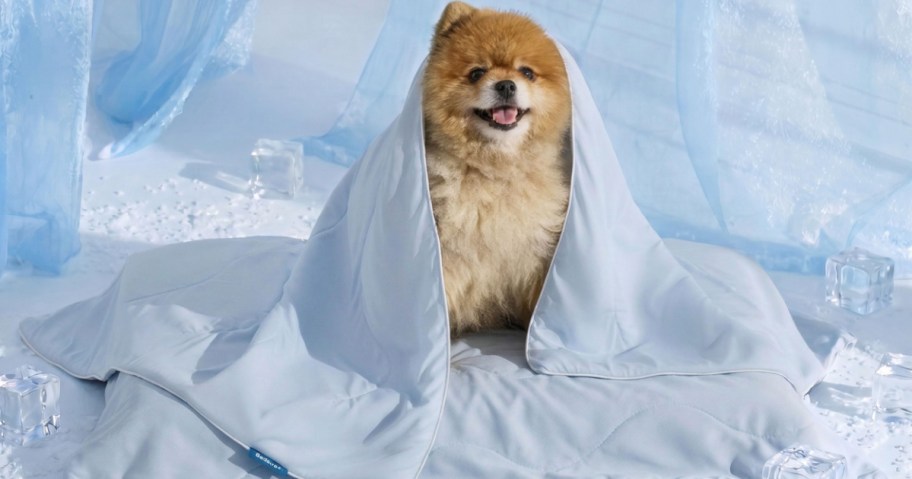A small, fluffy brown dog wrapped in a light blue blanket, sitting among decorative ice cubes and draped blue fabric.