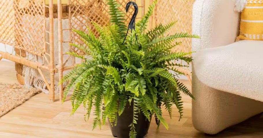 Boston Ferns 2-Pack Only $20 on Walmart.com (Lowe’s Charges $30 Each for These!)