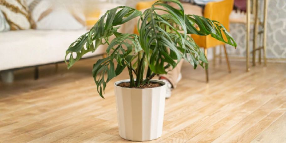 Today Only! Up to 50% Off Costa Farms Plants + Free Shipping on Lowes.com