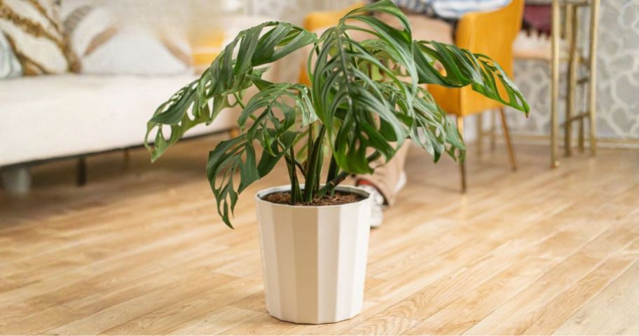 Costa Farms Monstera Esqueleto House Plant in living room