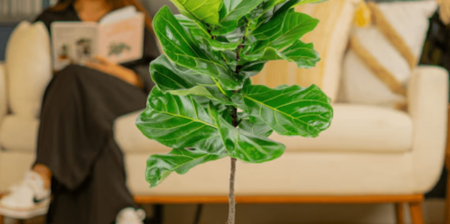 Today ONLY: 40% Off Costa Farms Plants + Free Shipping on Lowes.com