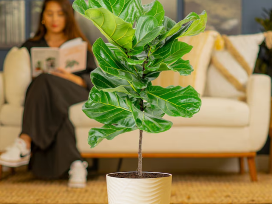 Costa farms large plant