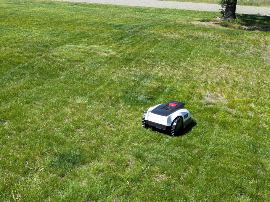robotic lawn mower cutting grass in yard
