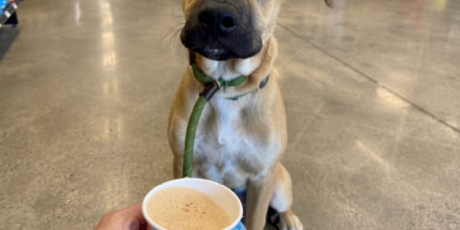 Treat Your Pup to FREE Ice Cream at Petco on 7/19