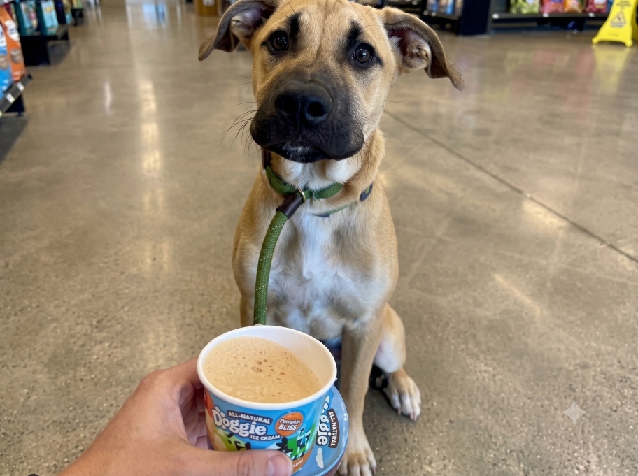 Dog sitting behind a hand holding an ice cream cup