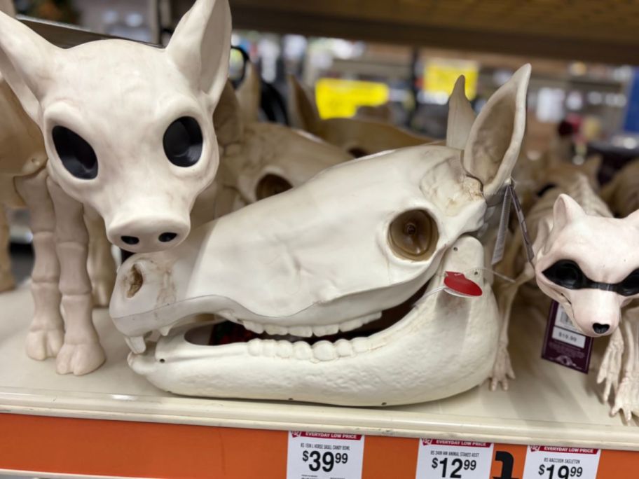 Red Shed Large Pig Skeleton and horse skulls in store