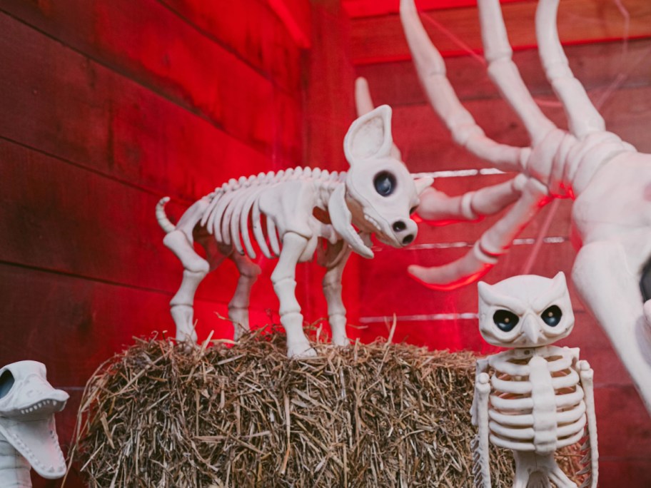 A plastic pig skeleton standing on a bale of hay, illuminated by red light, alongside an owl skeleton and other skeletal decor.