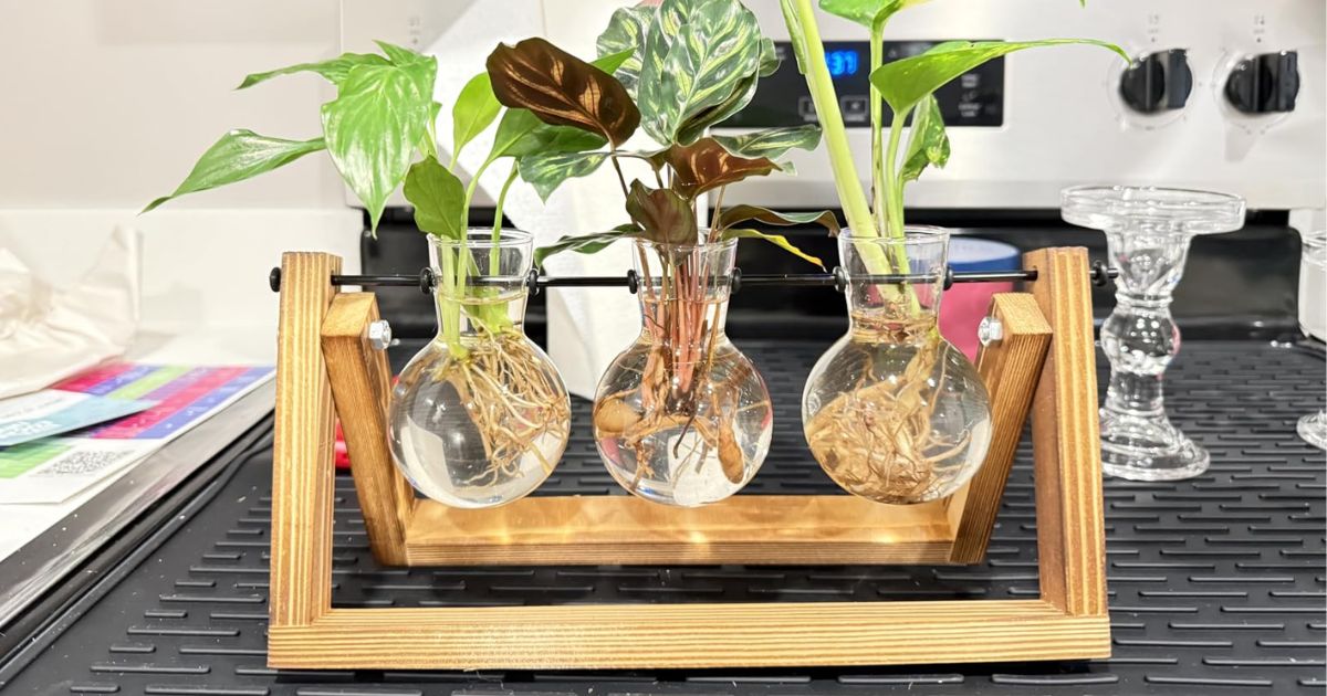 Plant Propagation Station Only $9.49 on Amazon (Reg. $20)