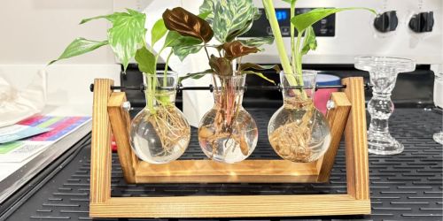 Plant Propagation Station Only $9.49 on Amazon (Reg. $20)