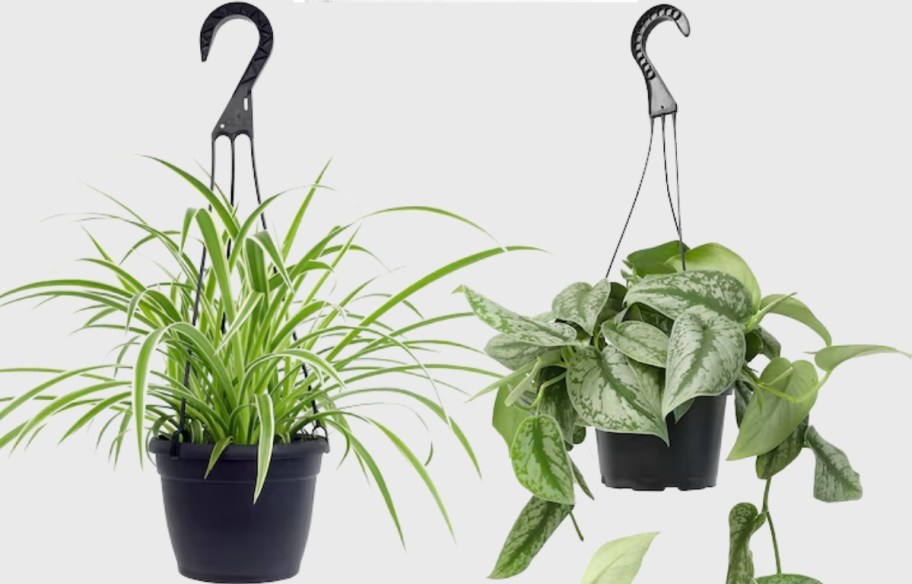 spider plnat and silver vine plant in hanging baskets