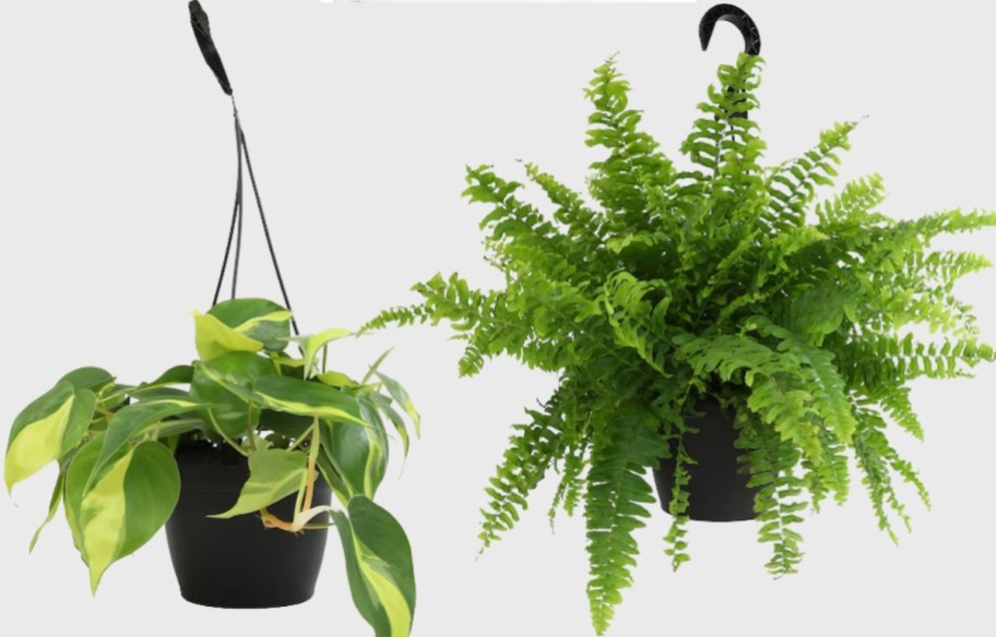 philodendron and boston fern in hanging baskets