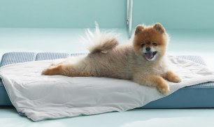 Dog Cooling Blanket Just $11.99 Shipped w/ Amazon Prime (Reg. $28)