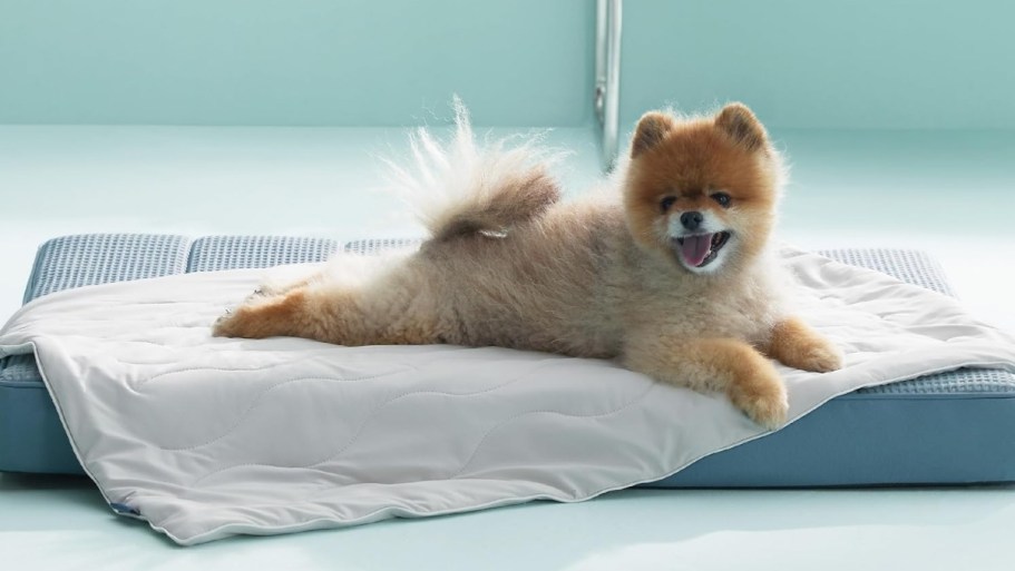 Dog Cooling Blanket Just $11.99 Shipped w/ Amazon Prime (Reg. $28)