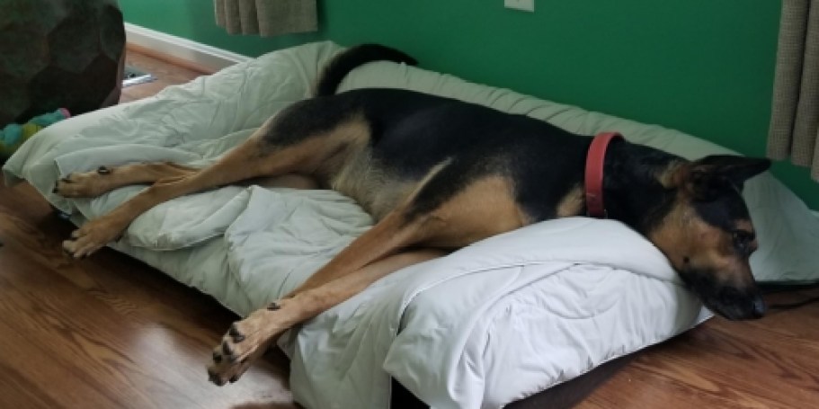Dog Cooling Blanket Just $11.95 on Amazon (Regularly $30)