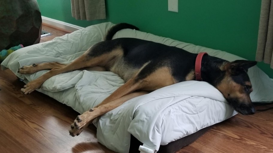 Dog Cooling Blanket Just $11.95 on Amazon (Regularly $30)