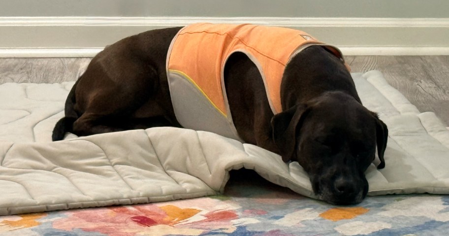 dog in a cooling vest laying on a cooling blanket