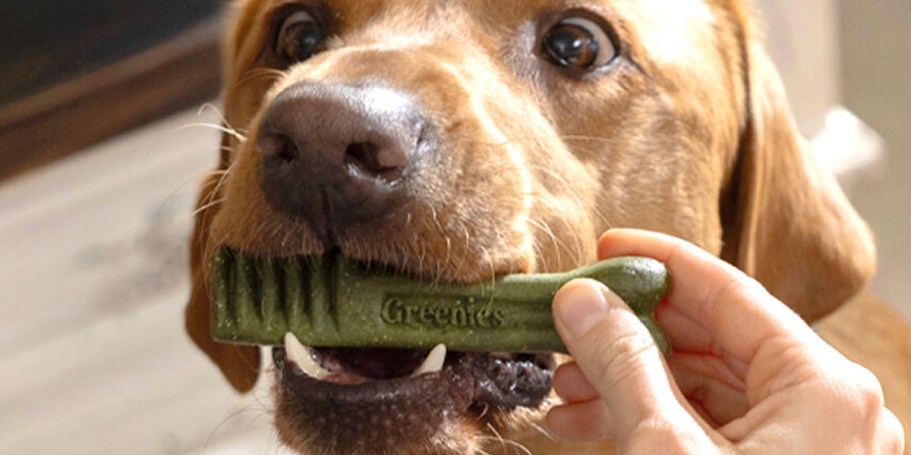 Greenies Dental Dog Treats 20-Count Just $9.89 Shipped on Amazon (Reg. $18)