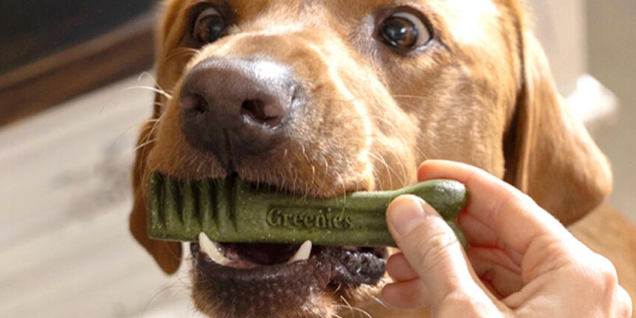 dog eating greenies treat