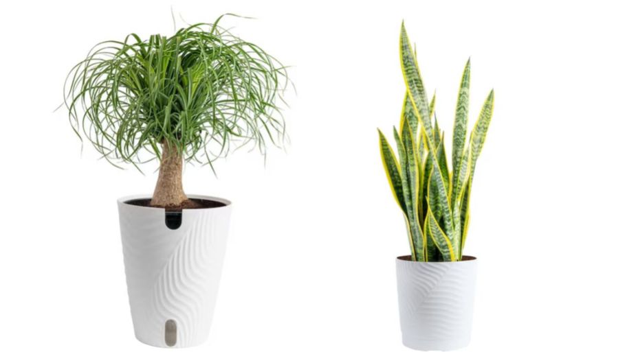home depot plants short